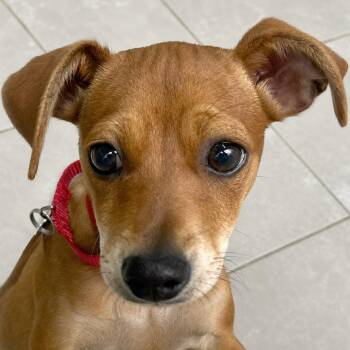 Chihuahua and Rat Terrier Dogs Available for Adoption in Boerne, Texas - Rayna | PetCurious