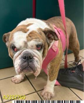 Mixed Breed Dogs Available for Adoption in West Palm Beach, Florida - FIONA | PetCurious