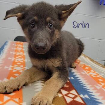 German Shepherd Dog Dogs Available for Adoption in Parkersburg, West Virginia - Erin | PetCurious