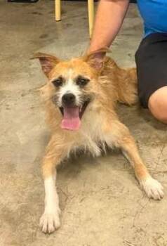 Diesel -  Jack Russell Terrier Dog Available for Adoption in Urbana, Illinois - Diesel | PetCurious