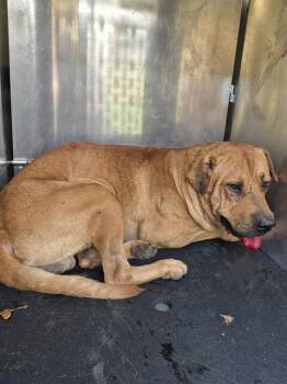 FRANCO IRONS -  American Staffordshire Terrier Dog for Adoption in San Antonio, Texas - FRANCO IRONS | PetCurious