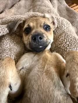 Peanut Buttercup Beanie Baby -  Chihuahua and Dachshund Dog for Adoption in Friendswood, Texas - Peanut Buttercup Beanie Baby | PetCurious