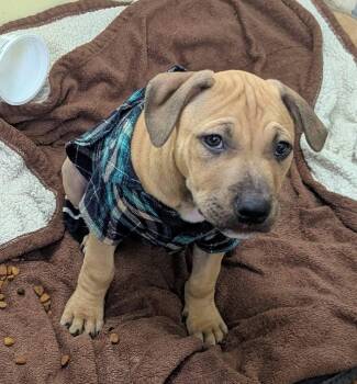 Pit Bull Terrier and American Staffordshire Terrier Dogs Available for Adoption - Harold  | PetCurious