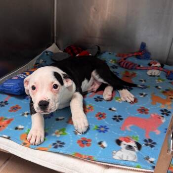 Petey -  Labrador Retriever and Mixed Breed Dog for Adoption in Starkville, Mississippi - Petey | PetCurious