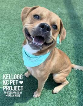 Kellogg -  Mixed Breed Dog for Adoption in Kansas City, Missouri - Kellogg | PetCurious