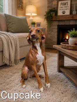 Cupcake -  Chihuahua and Miniature Pinscher Dog for Adoption in Shelby County, Texas - Cupcake | PetCurious