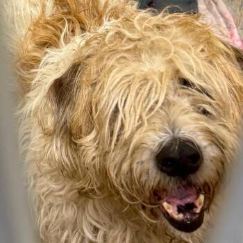 Lola -  Terrier Dog for Adoption in Waldorf, Maryland - Lola | PetCurious
