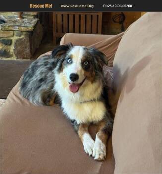 Rescue Australian Shepherd Dogs for Adoption in Coarsegold, California - Cooper | PetCurious