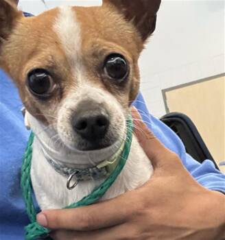 MAX -  Mixed Breed Dog for Adoption in Dallas, Texas - MAX | PetCurious