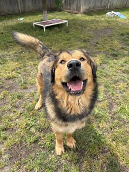 Aurora - ADOPTABLE -  Bernese Mountain Dog Dog for Adoption in Chilliwack, British Columbia - Aurora - ADOPTABLE | PetCurious