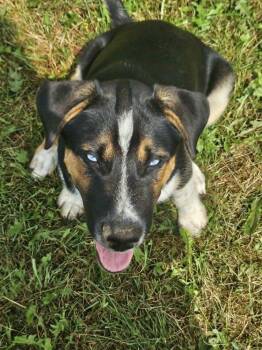 VADER -  Husky and Australian Cattle Dog Blue Heeler Dog for Adoption in Thompson, Pennsylvania - VADER | PetCurious