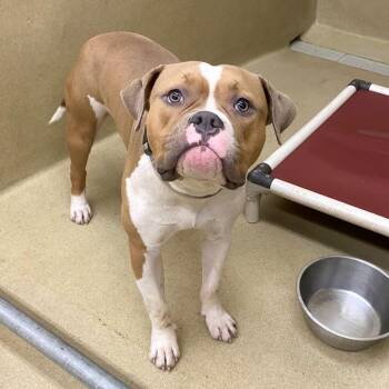 Owen -  American Bulldog and Boxer Dog for Adoption in Monroe, Georgia - Owen | PetCurious