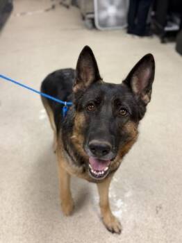 QUEENIE -  German Shepherd Dog Dog for Adoption in Riverside, California - QUEENIE | PetCurious