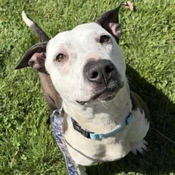 Mixed Breed Dogs Available for Adoption in Middletown, Rhode Island - Thelma | PetCurious