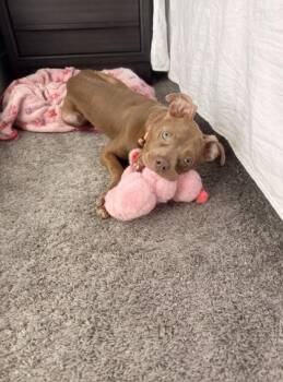 Angel Eyes IN FOSTER -  Terrier and Mixed Breed Dog for Adoption in New Orleans, Louisiana - Angel Eyes IN FOSTER | PetCurious