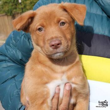 Labrador Retriever Dogs Available for Adoption - Enzo | PetCurious