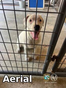 Pit Bull Terrier Dogs Available for Adoption in Rocky Mount, North Carolina - Aerial | PetCurious