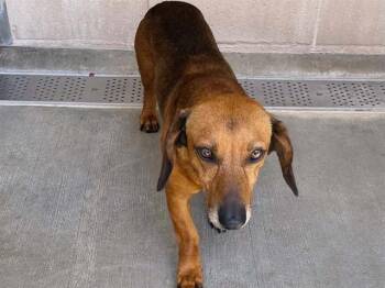 CASANOVA -  Dachshund Dog for Adoption in Tustin, California - CASANOVA | PetCurious
