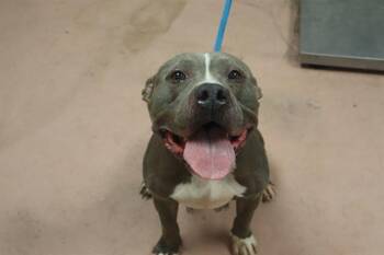 HELENA -  Mixed Breed Dog Available for Adoption in Columbia, South Carolina - HELENA | PetCurious