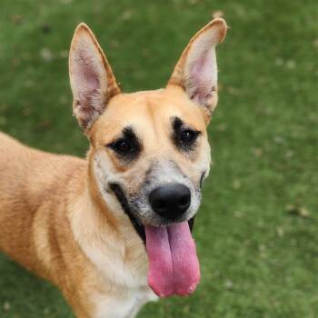 Cattle Dog and Shepherd Dogs Available for Adoption in Austin, Texas - Sushi JuM | PetCurious