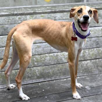 Kiki -  Italian Greyhound Dog for Adoption - Kiki | PetCurious