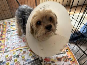 Ares -  Yorkshire Terrier Dog for Adoption in Canutillo, Texas - Ares | PetCurious