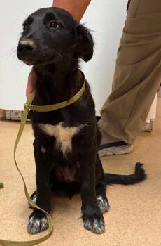 Mochi -  Labrador Retriever and Border Collie Dog for Adoption in Fort Lupton, Colorado - Mochi | PetCurious