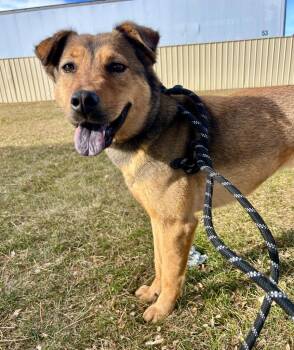 Ghibli (feral) -  Shepherd and Australian Cattle Dog Blue Heeler Dog for Adoption in Fort Lupton, Colorado - Ghibli (feral) | PetCurious