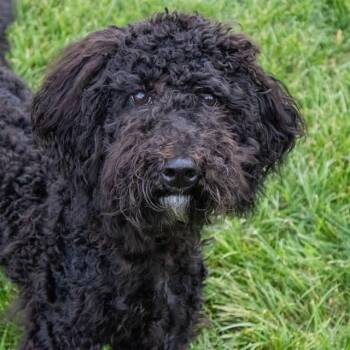 WEDNESDAY -  Poodle Dog for Adoption in St. Louis, Missouri - WEDNESDAY | PetCurious