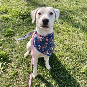 Labrador Retriever Dogs Available for Adoption in Springfield, Missouri - Daisy | PetCurious