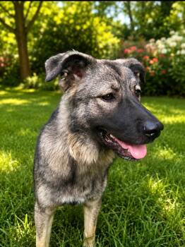 CHIFFON -  Norwegian Elkhound and Anatolian Shepherd Dog for Adoption in Franklin, Tennessee - CHIFFON | PetCurious