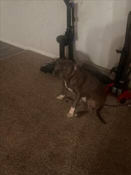 OX -  Pit Bull Terrier and Mixed Breed Dog for Adoption in Derwood, Maryland - OX | PetCurious