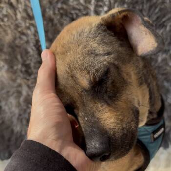 Rescue Labrador Retriever Dogs for Adoption in San Diego, California - Coffee | PetCurious