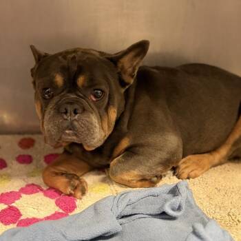 Bentley Mobile -  French Bulldog Dog for Adoption in Northbrook, Illinois - Bentley Mobile | PetCurious