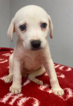 Affenpinscher and Mixed Breed Dogs Available for Adoption in Lockhart, Texas - Snowdrift | PetCurious