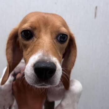 Goldfish 4888 -  Beagle Dog for Adoption in Loxahatchee Groves, Florida - Goldfish 4888 | PetCurious