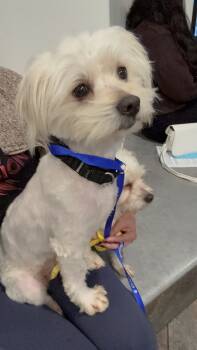 Rescue Maltese Dogs for Adoption in Bakersfield, California - Max | PetCurious