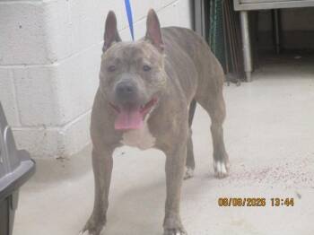 Beru(873) -  Pit Bull Terrier Dog for Adoption in Marietta, Georgia - Beru(873) | PetCurious
