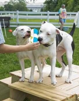 Dek -  Pit Bull Terrier Dog for Adoption in Germantown, Ohio - Dek | PetCurious