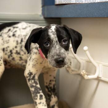 Piglet -  Labrador Retriever and Australian Cattle Dog Blue Heeler Dog for Adoption in Pawling, New York - Piglet | PetCurious