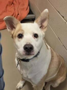 Goldie -  Mixed Breed Dog for Adoption in South Bend, Indiana - Goldie | PetCurious