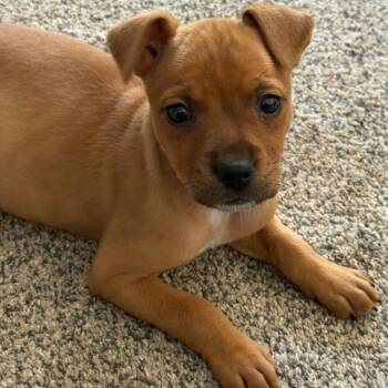 Ontario -  Mixed Breed Dog for Adoption in Fenton, Michigan - Ontario | PetCurious