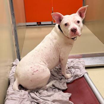 Ivory -  Pit Bull Terrier Dog for Adoption in Philadelphia, Pennsylvania - Ivory | PetCurious