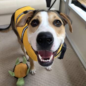 BALL-QUEEN LEXI -  Labrador Retriever and Boxer Dog for Adoption in Athens, Alabama - BALL-QUEEN LEXI | PetCurious