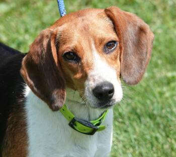 Riley -  Beagle Dog for Adoption in Millfield, Ohio - Riley | PetCurious
