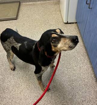 Dolly -  Coonhound Dog for Adoption in Disputanta, Virginia - Dolly | PetCurious