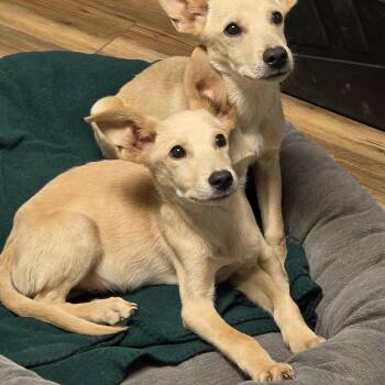 Waylon and Willie -  Terrier and Labrador Retriever Dog for Adoption in Jasper, Georgia - Waylon And Willie | PetCurious