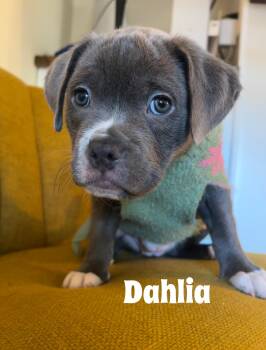 Snapdragon, Sunflower and Dahlia -  Pit Bull Terrier Dog for Adoption in Buffalo, New York - Snapdragon, Sunflower And Dahlia | PetCurious