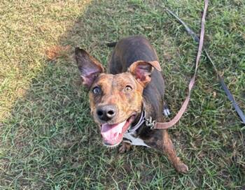 Rescue Whippet and Mixed Breed Dogs for Adoption in Ocala, Florida - PRALINE | PetCurious