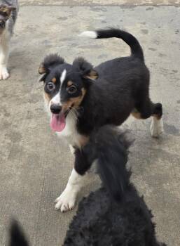 Shetland Sheepdog Sheltie Dogs Available for Adoption in Terre Haute, Indiana - Jimmy | PetCurious